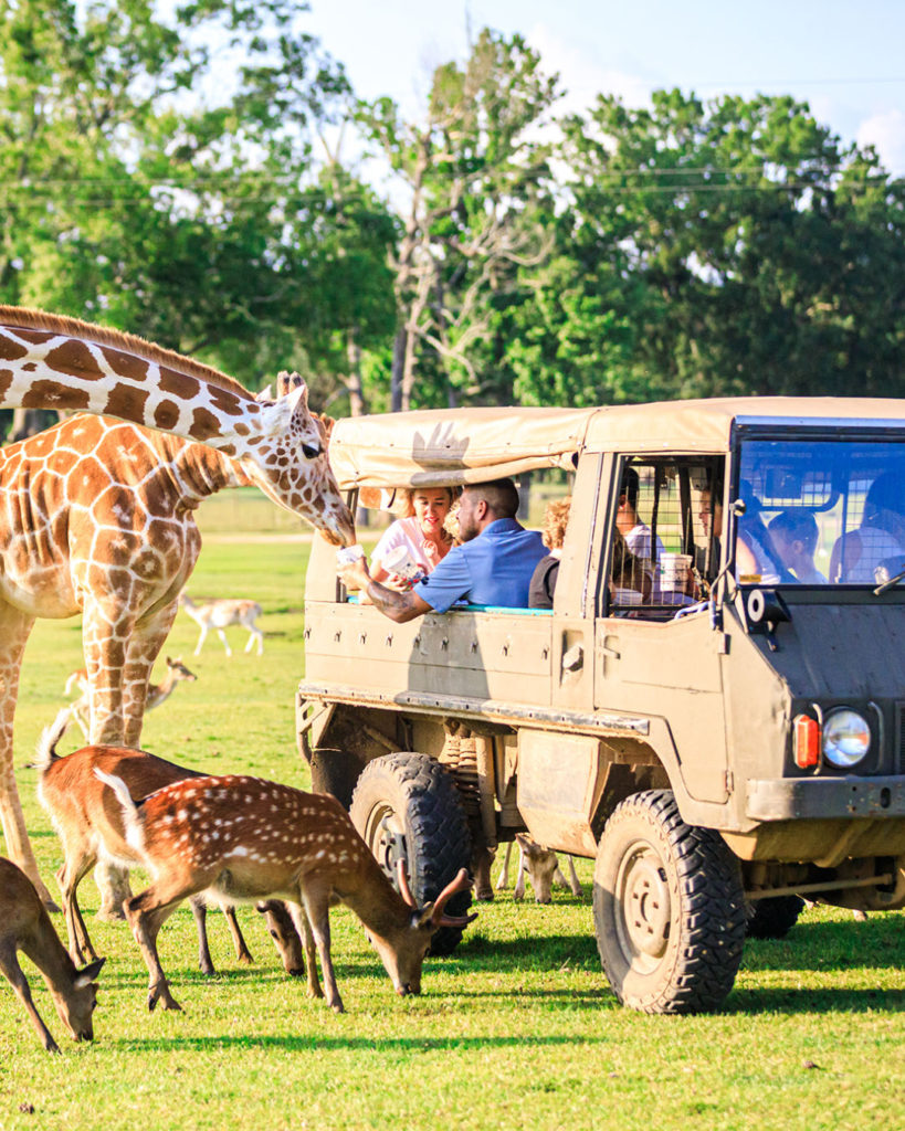 global wildlife private tours
