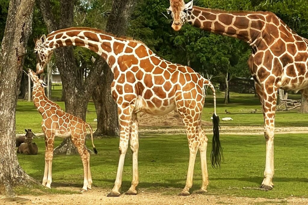 baby giraffe amari with family