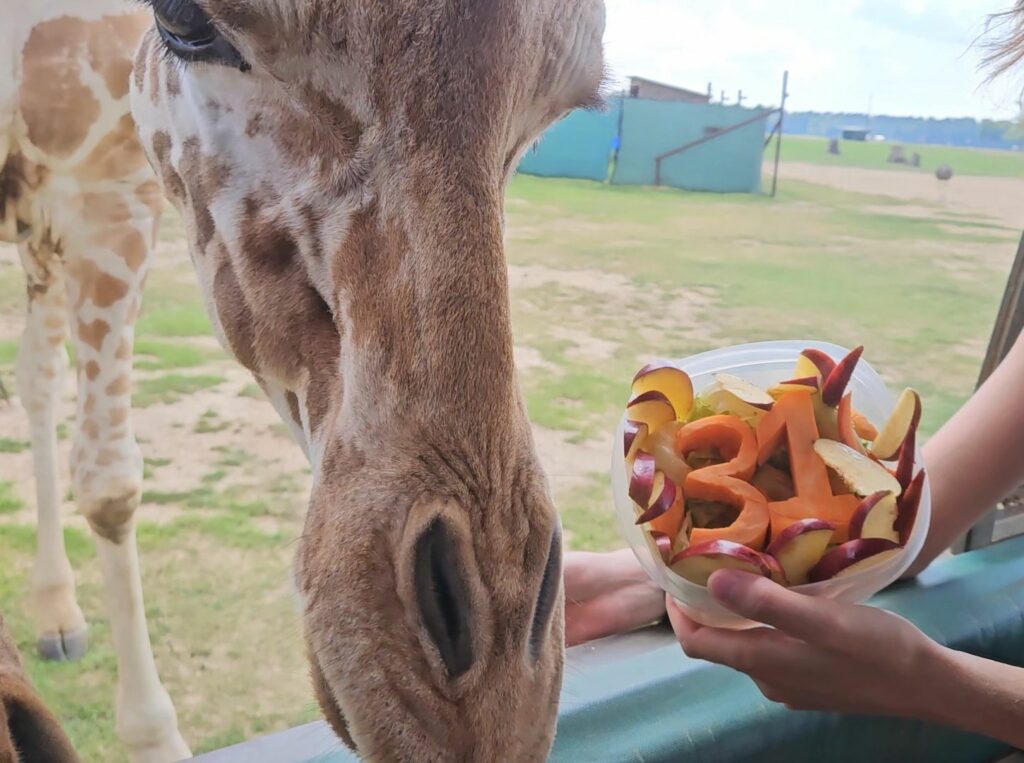Kameel the giraffe with birthday cake